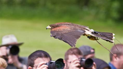 National Centre for Birds of Prey | Day Out With The Kids