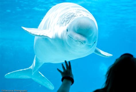 Marineland - Beluga Whales Fun - -4 | Beluga Whale "Male bel… | Flickr