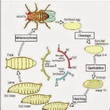 Fruit Fly Life Cycle Diagram