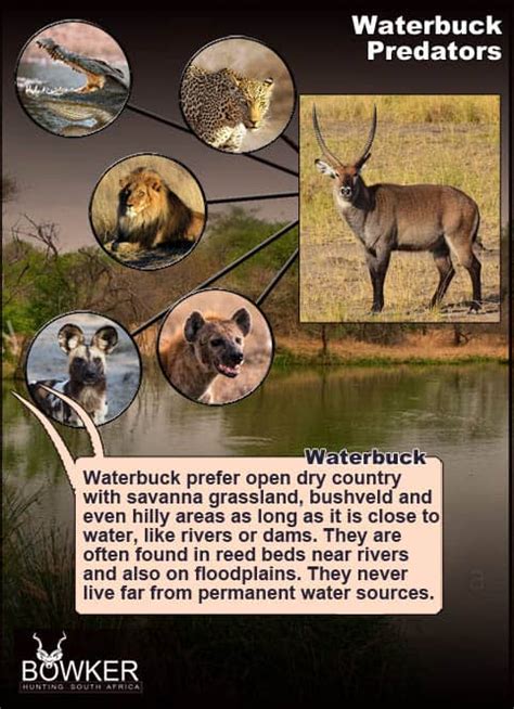 Waterbuck Hunting - All You Need to Known About Hunting Waterbuck