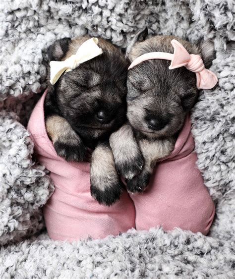 Miniature Schnauzer Puppies, Schnauzer Puppy, Schnauzers, Goldendoodle ...