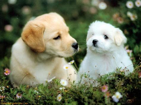 Wallpaper Gallery: Cute Puppies Wallpaper