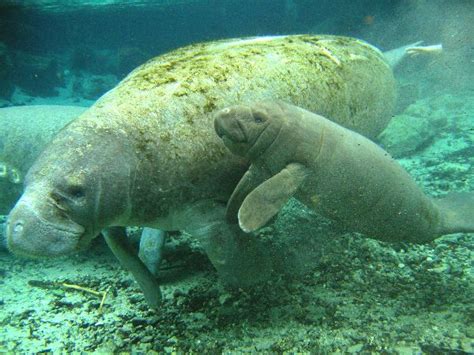 Baby Amazonian Manatee