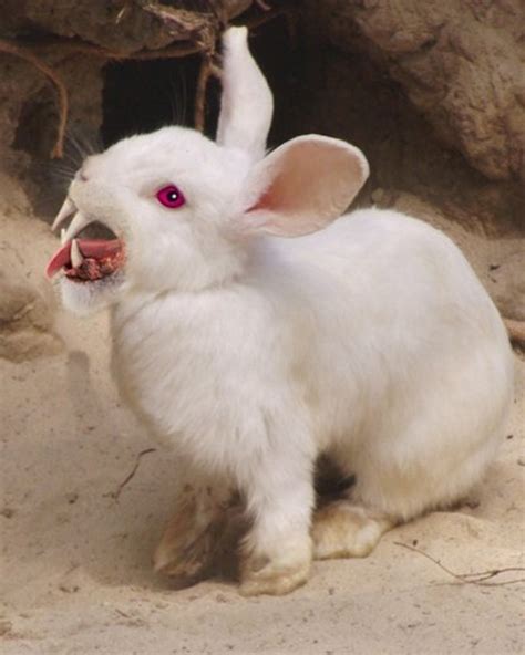 Funny Image Collection: white Rabbit Animal Pictures Archive Animal Photo Album!