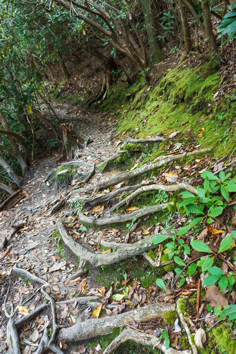 Roots on the Linville Falls Plunge Basin Trail – WNCOutdoors.info