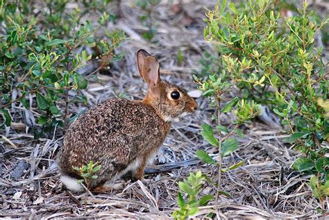 Eastern Cottontail Rabbit