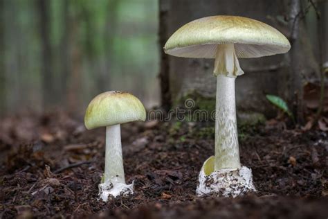 Death Cap - Amanita Phalloides - Deadly Poisonous Mushroom Stock Photo ...