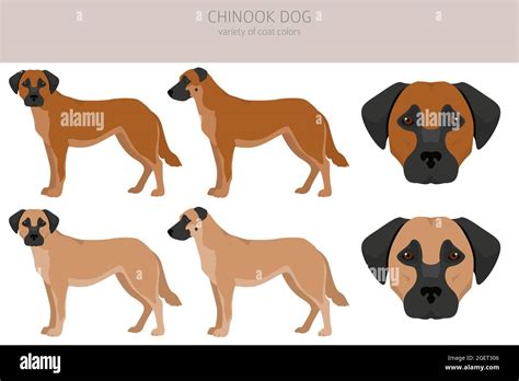 Chinook dog clipart. Different poses, coat colors set. Vector ...