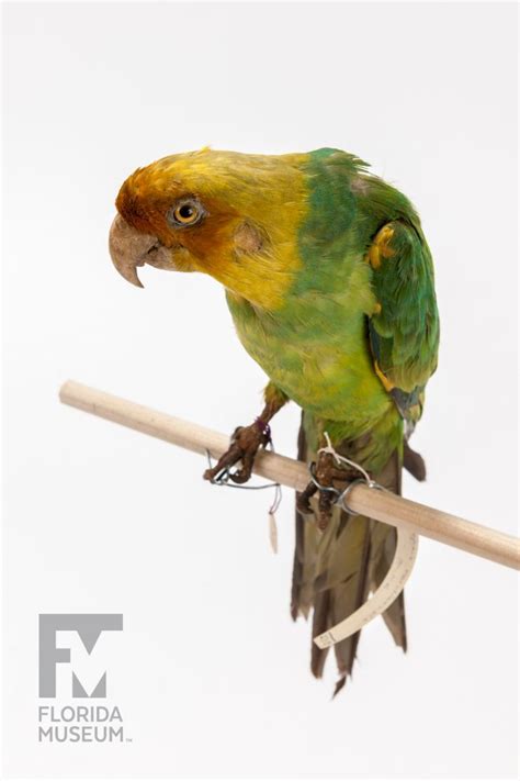 Carolina Parakeet – Rare, Beautiful & Fascinating: 100 Years @FloridaMuseum