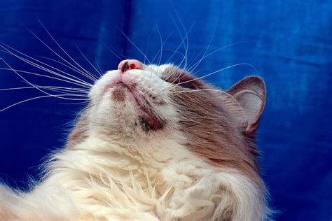 Yes, Cats Can Get Acne on Their Chins · Falls Village Vet Hospital