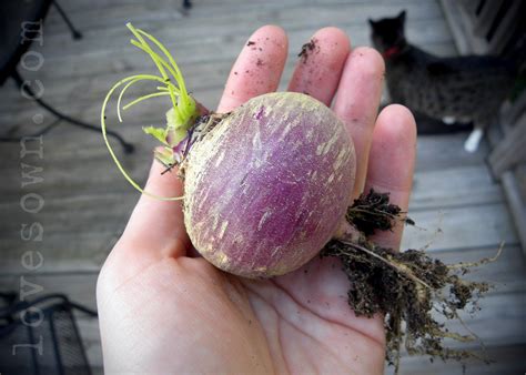 Wordless Wednesday: Purple Top Turnip - Love Sown