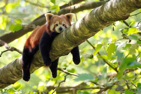 Why Red Pandas Are Endangered and What We Can Do