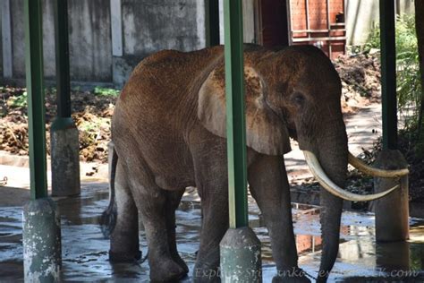 Dehiwala Zoo - National Zoological Garden of Sri Lanka | Explore Sri Lanka