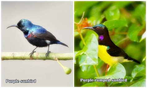 Purple Sunbird vs Purple-rumped Sunbird