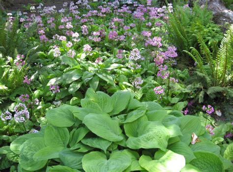 What To Plant In the Shade: Plants For Flower Beds - Best Landscape Ideas