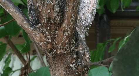 Crape Myrtle Bark Scale Identification & Control Treatments | Davey Tree