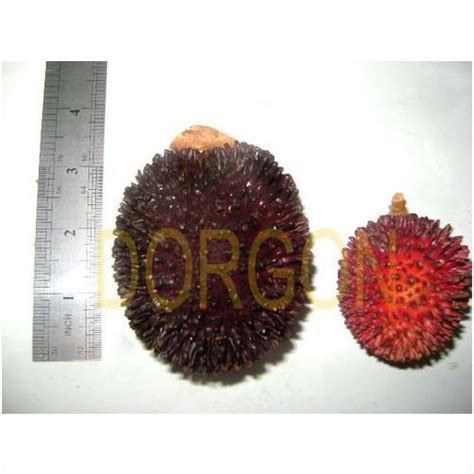 Forum: Pulasan Trees