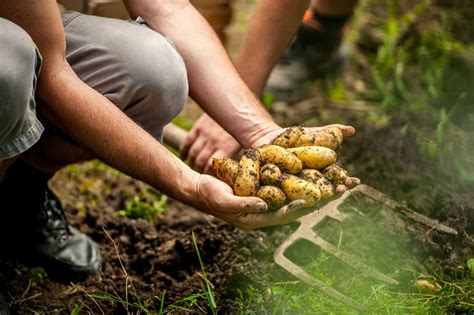 harvesting potatoes | Kellogg Garden Organics™