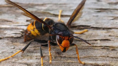 Yellow legged hornet Asian hornet Vespa velutina found in Georgia | 11alive.com