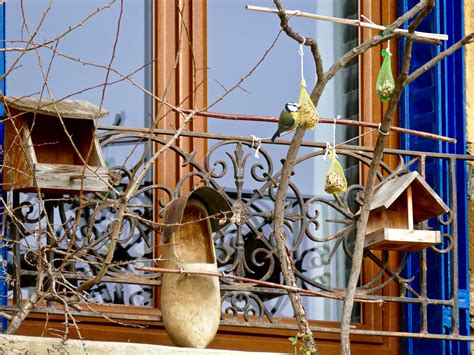 Tips for Hanging a Bird Feeder