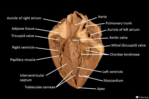 Sheep Heart Cross Section Diagram