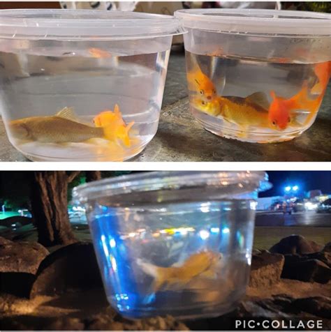 This year's rescue goldfish! (More info in comments) : r/Goldfish