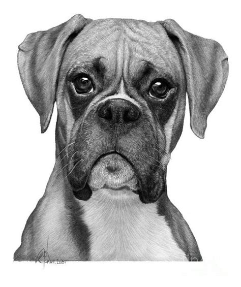 Boxer drawing Poster by Murphy Art Elliott | Boxer dogs art, Boxer dogs ...