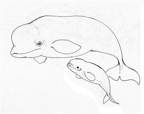 Beluga Whales | Whale drawing, Whale coloring pages, Whale tattoos