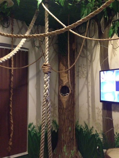 Kinkajou habitat... Amazing! | Sloth habitat, Parrot pet, Parrot habitat