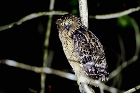 _15I4417_buffy fish owl | 马来渔鸮 Buffy fish owl or Malay fish … | Flickr