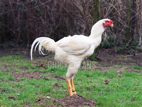 Malay Chickens - Majestic Giants | Chicken Fans