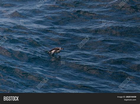 King Penguin Swimming Image & Photo (Free Trial) | Bigstock