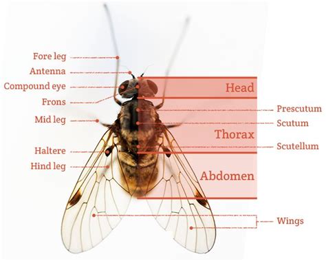 Pin by nnaaicirtap on science | Thorax, Anatomy, Basic