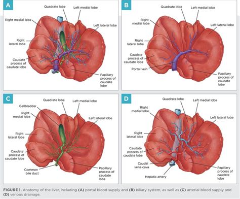 Surgical Management of Canine Liver Masses | Today's Veterinary Practice