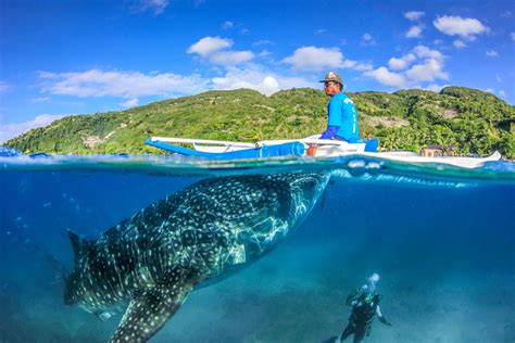 Fajarv: Swimming With Whale Sharks Leyte