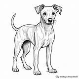 Greyhound Coloring Pages  Free & Printable sketch template