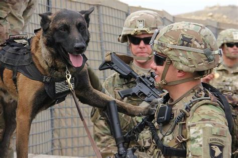 A visit in an other k9 Base | War dogs, Military dogs, Belgian malinois