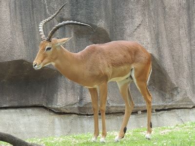 Impala Info - Photo 3