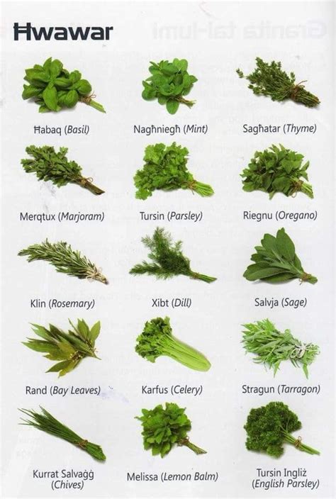 English-Malese herb names | Herbs, Plants, Cooking herbs