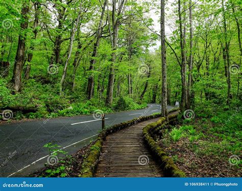 Oirase Gorge in Aomori, Tohoku, Japan Stock Image - Image of landscape ...