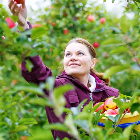 apple picking near me nj - Buster Bradford