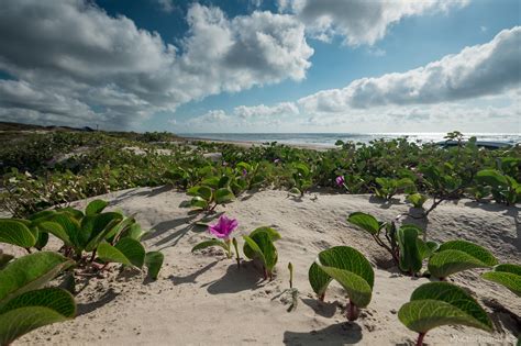 Image of Padre Island National Seashore | 1035135