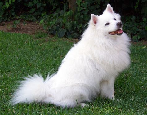 Most Favorite White Dog Breeds