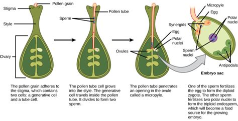 Double Fertilization | Biology for Majors II