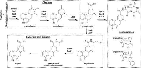 Biosynthesis of ergot alkaloids associated with endophyte-plant... | Download Scientific Diagram