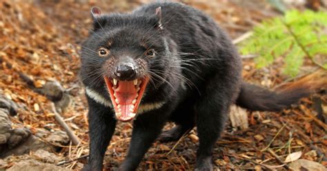 5-year-old male Tasmanian devil dies at an Albuquerque zoo