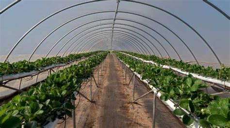 Strong Winds? No Problem! Secure Your Polytunnel - Simplify Gardening