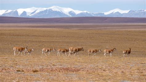 A safe wildlife haven in the mysterious Qinghai-Tibet Plateau - CGTN