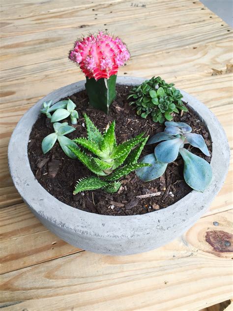 Make a Modern Concrete Bowl Planter | Concrete bowl, Concrete planters ...