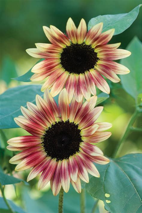 Unusual Sunflower Color Varieties | HGTV